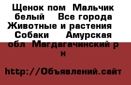 Щенок пом. Мальчик белый  - Все города Животные и растения » Собаки   . Амурская обл.,Магдагачинский р-н